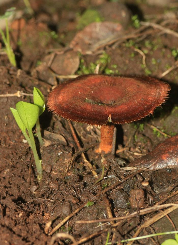 Polyporus?